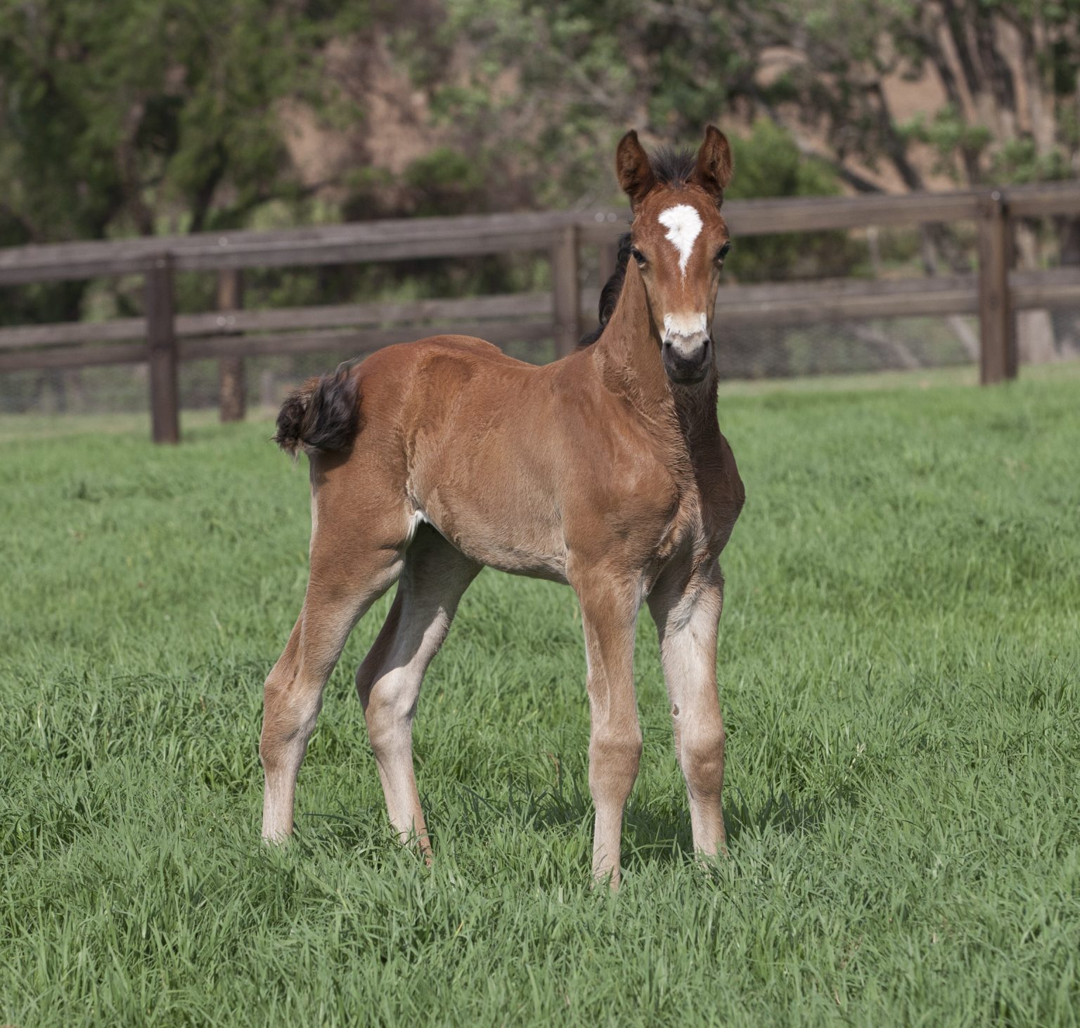 Oaks Sport Horses Setting the standard